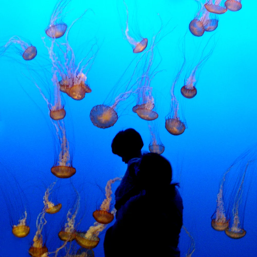 best aquariums for toddlers