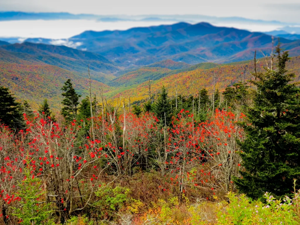 best fall foliage trips november