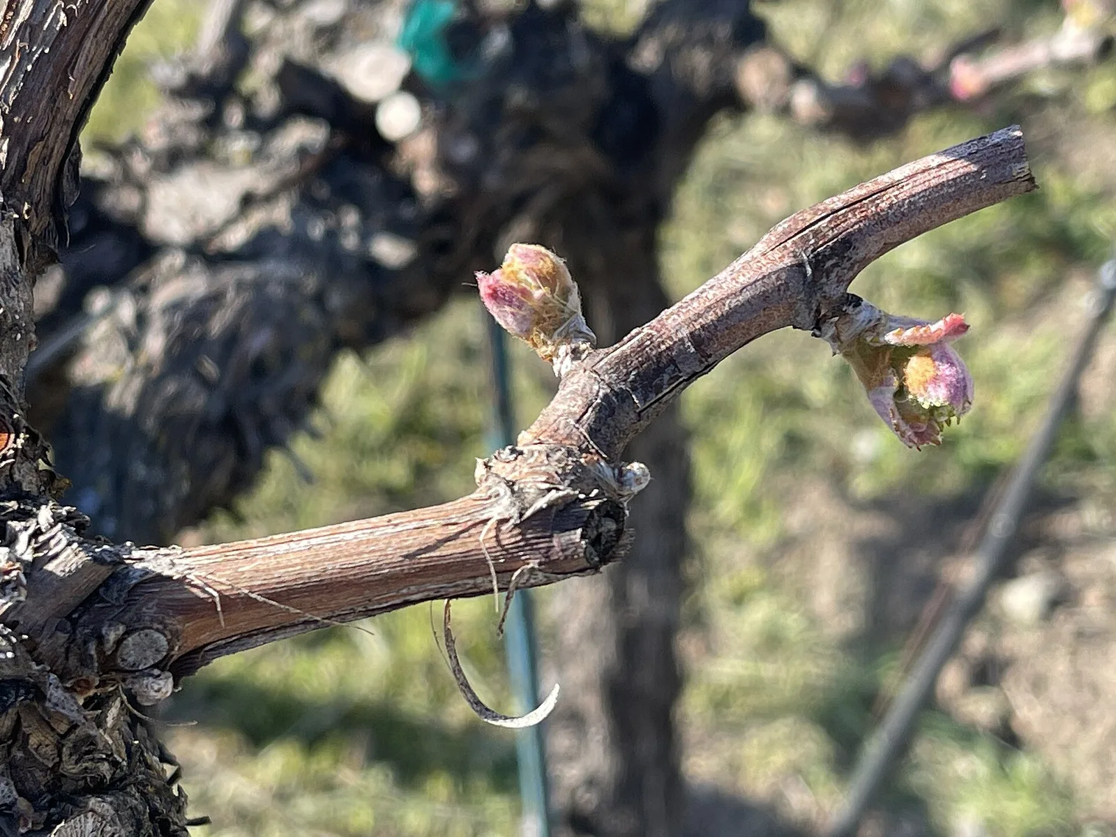best time to visit wine country