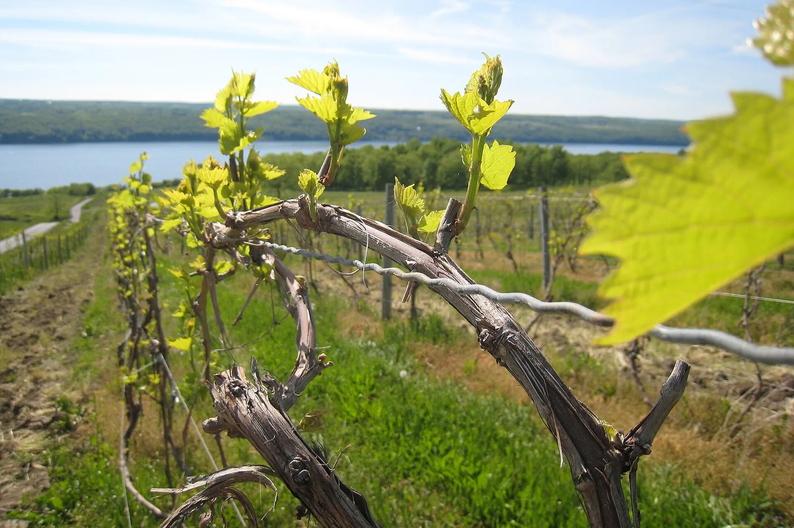 best wine regions in america