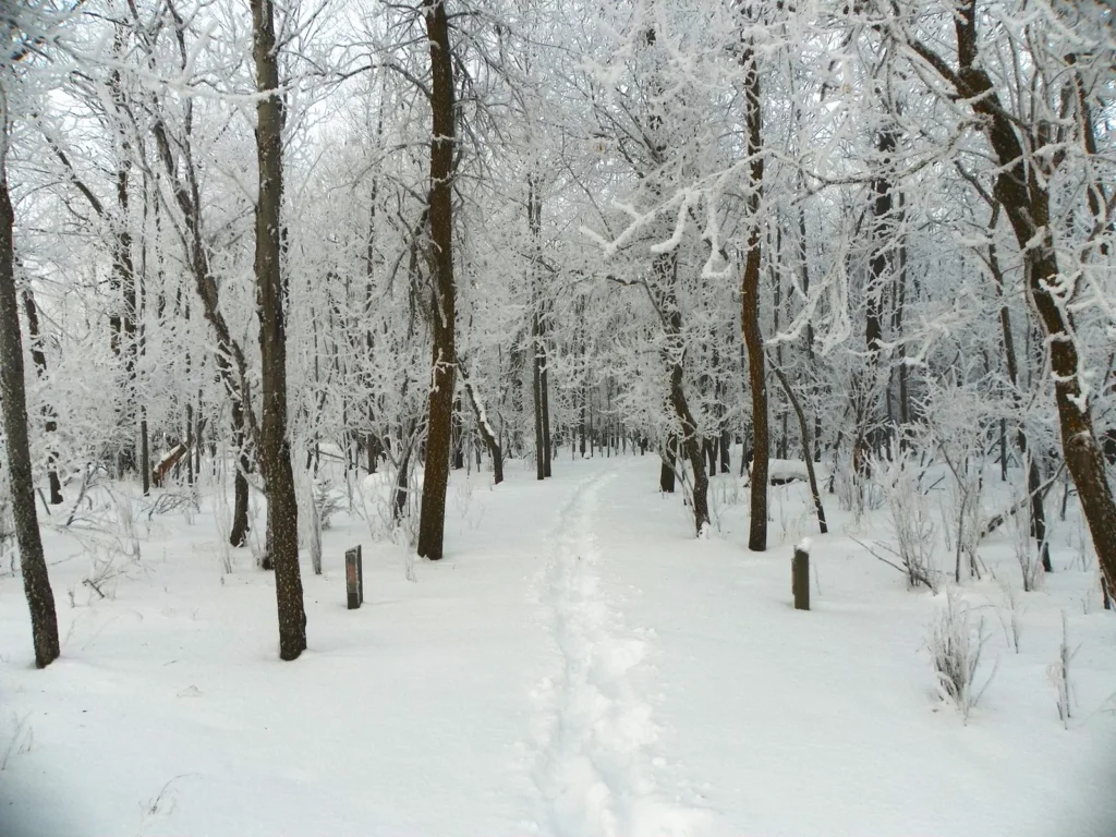cheap christmas trips that feel magical