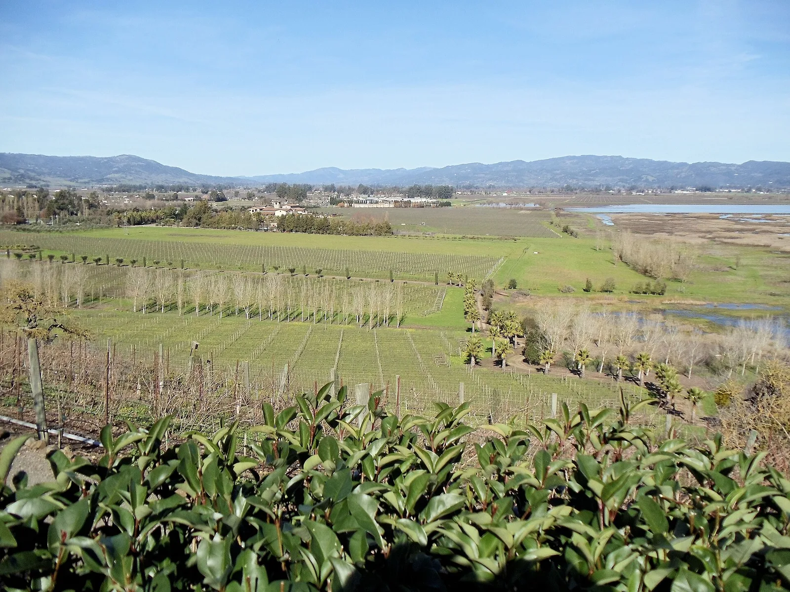 napa valley vs sonoma wineries